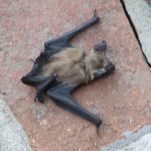 Bat