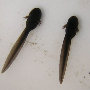 Tadpole