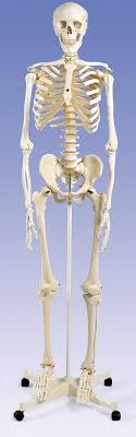 Human skeleton model full life size