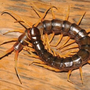 Centipede