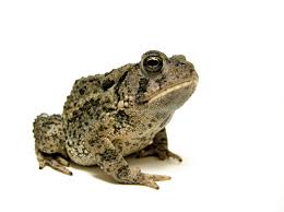 Frog/Toad