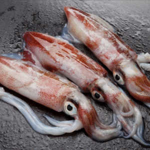 Squid