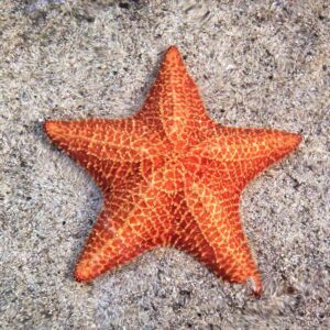 Starfish