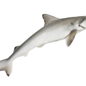 Dog fish