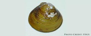 Clam