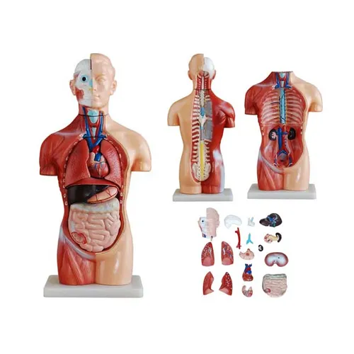 Male/female torso 23 parts