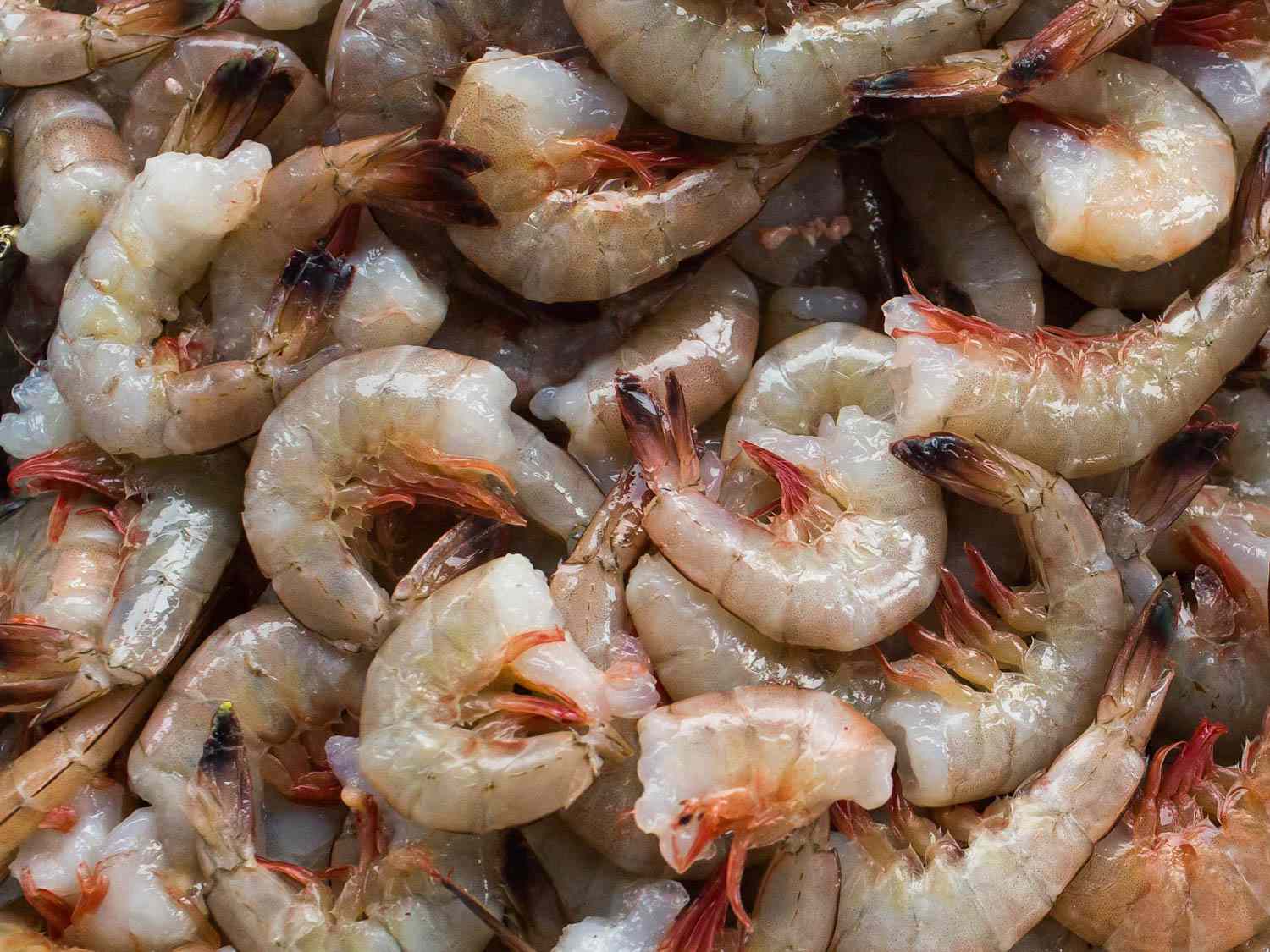 Shrimp