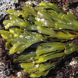 Fucus vegetative bunch